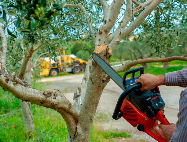 Best Dead Tree Removal  in Fairview, CA